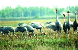 Birds of a feather: Wading birds such as storks, herons and cranes are a common sight at Tram Chim National Park (Photo:VNA)